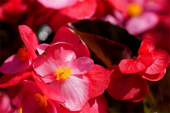 带何字的网名女生 带何字的网名女生