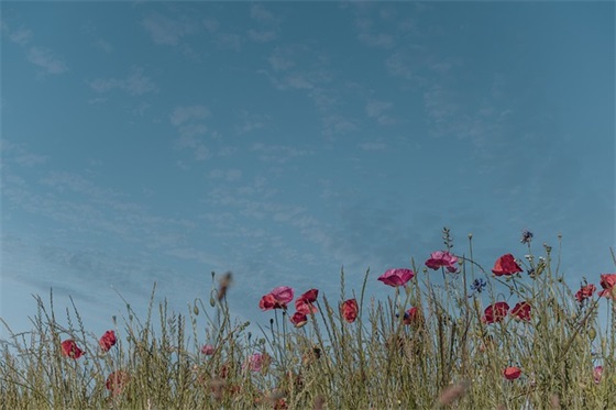 带二狗的网名女生