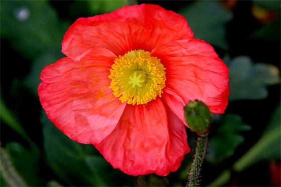 带丽字的幸福网名女生 带丽字的幸福网名女生