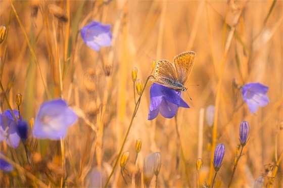 带可的网名女生网名