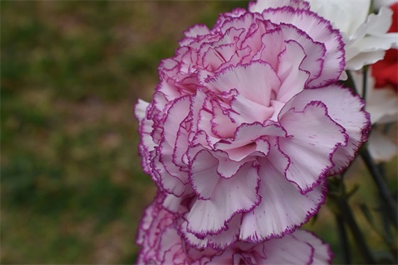 女生带烟火的网名