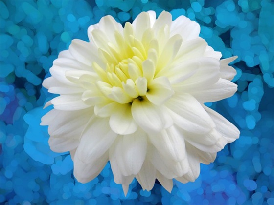 带小白的网名女生可爱霸气