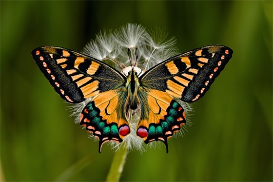 带图子的网名女生