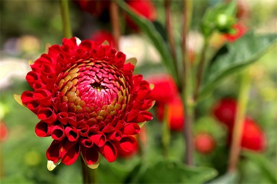 好听带冬字的女生网名