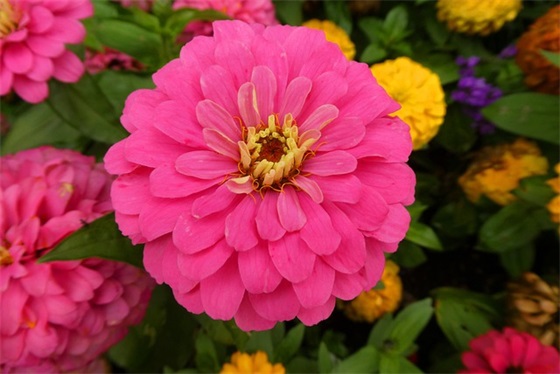 女生网名带明字的