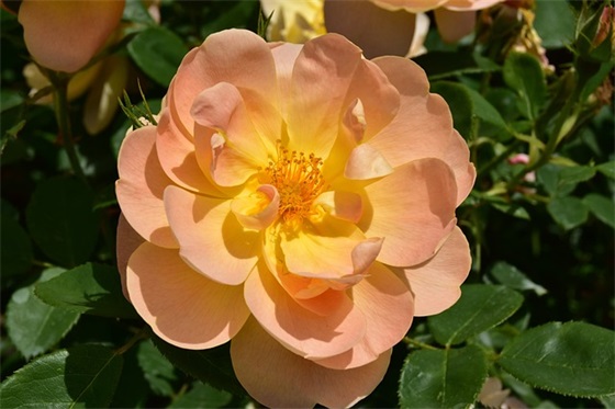 女生网名带用冰的字母 女生网名带用冰的字母