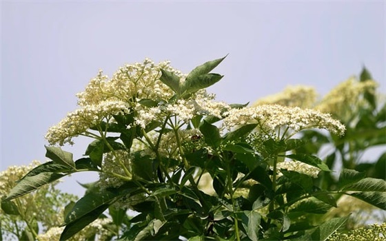 带布子的网名女生可爱