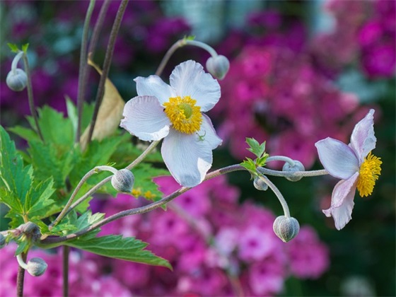 带小铁的网名大全女生