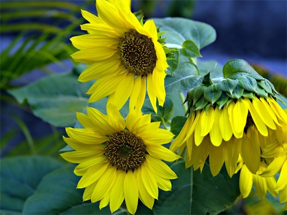 绿色的朋友圈文案