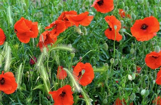 带食物的游戏名字女生网名