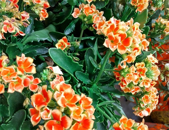 企业标语口号大全 【100句精选】