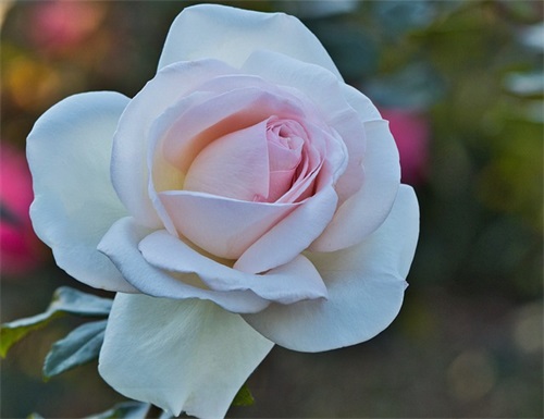 年华易逝的经典句子精选215句 年华易逝的经典句子精选215句