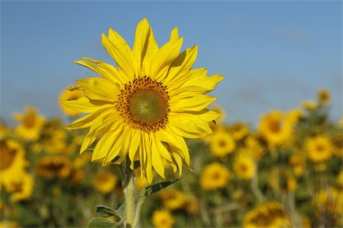 花心女生句子精选203句