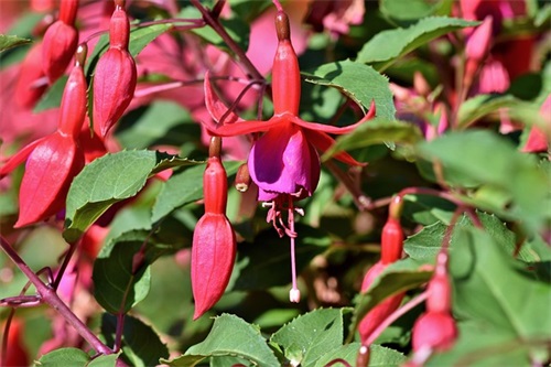 初一年级班级口号-66句