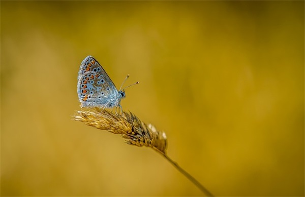 带凰儿的网名大全女生