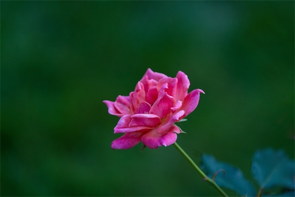 带妍夕的古文网名女生