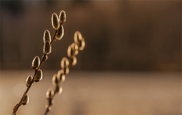 女生名字带泉的网名