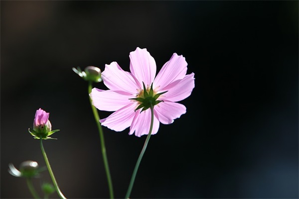 名中带雅的网名女生 名中带雅的网名女生