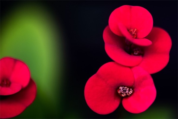 端午节搞笑说说(简短29条) 端午节搞笑说说(简短29条)