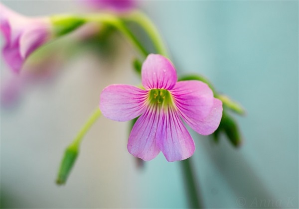 说晚安的句子(汇总35句)