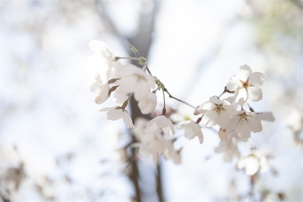 写远嫁姑娘心酸的经典说说五十条