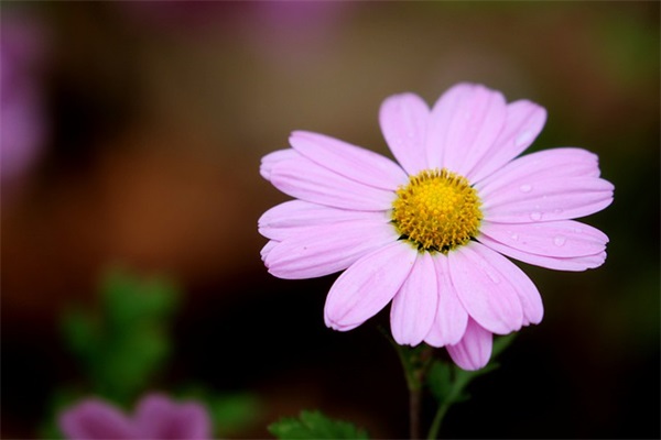 老师常说的话(44条)