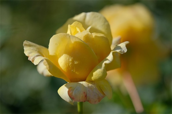 新的一年新开始的说说集合40条