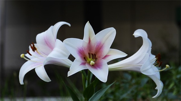 六一班口号大全-57句