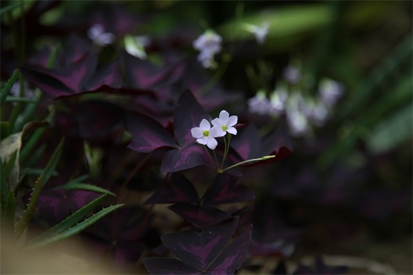 中考喊楼口号-54句