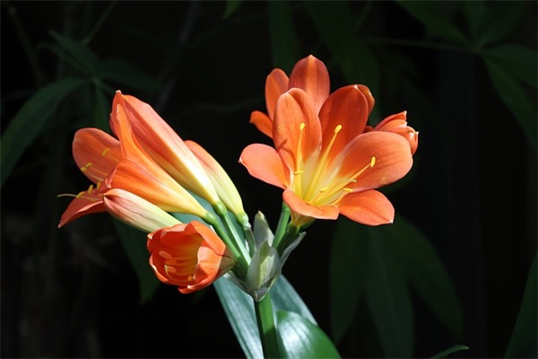 最火的二班口号-53句