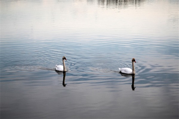 雅思写作小作文高分范文(推荐29篇)