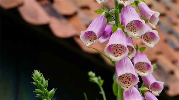 党员活动日范文(推荐十三篇)