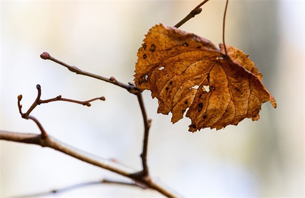 个人推荐材料范文(实用12篇)