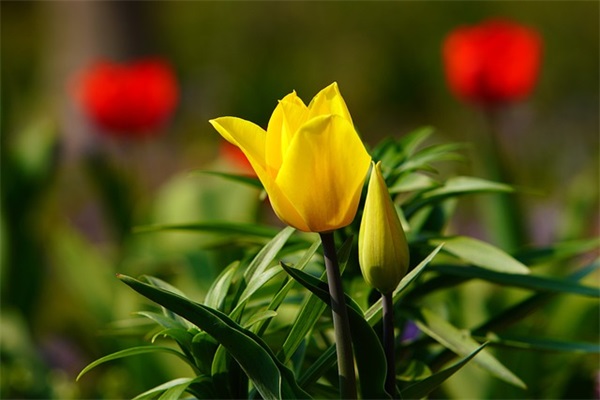 高职高考语文作文范文(实用20篇)