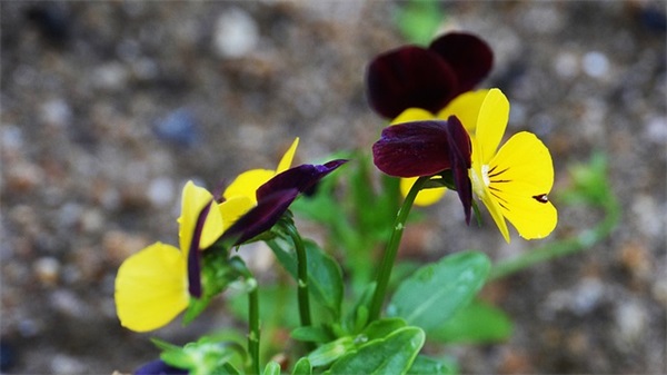 再审申请范文(精选十四篇)