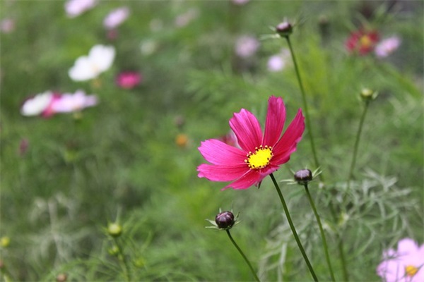 幼师个人主要事迹范文(推荐10篇)