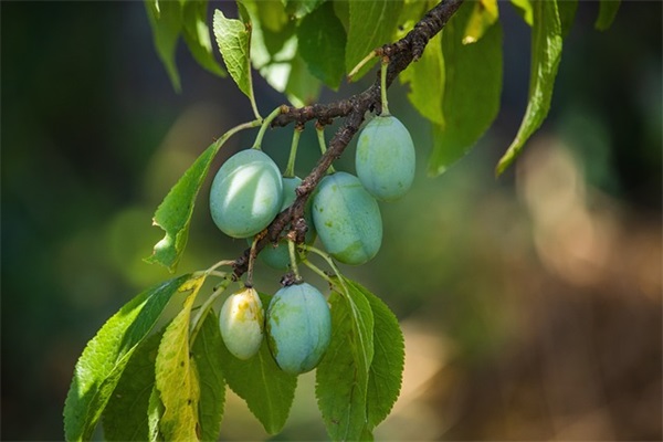 南京十大寺庙排名，南京香火最旺的10大寺院