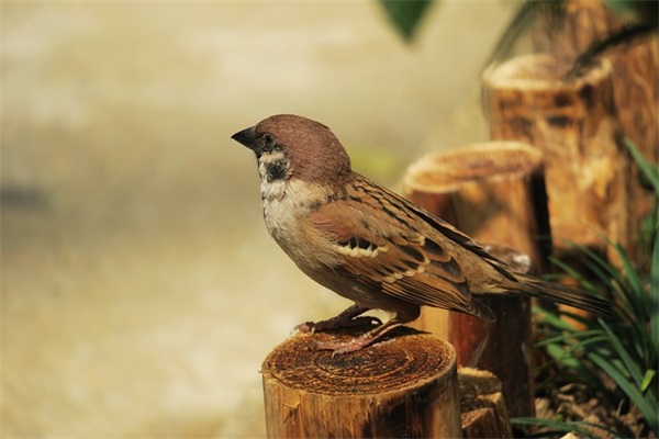 历史上最出色的十个皇帝，古代十大优秀皇帝排名