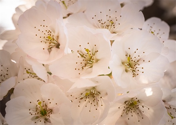 家用加湿器品牌十大排名，加湿器什么牌子好适合家用