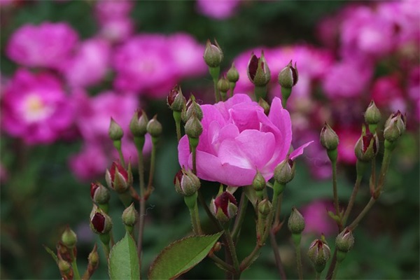 工地帽子颜色等级，安全帽颜色哪个级别高