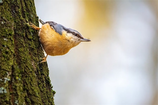 机械键盘十大名牌排行榜，机械键盘品牌排行榜前十名