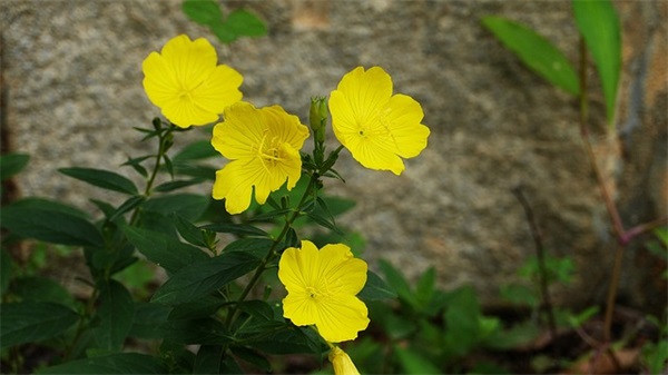 拒绝眼疲劳，护眼片呵护眼睛健康