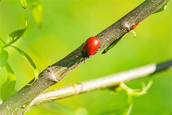 世界十大浴袍品牌排行榜，浴袍品牌排行榜前十名