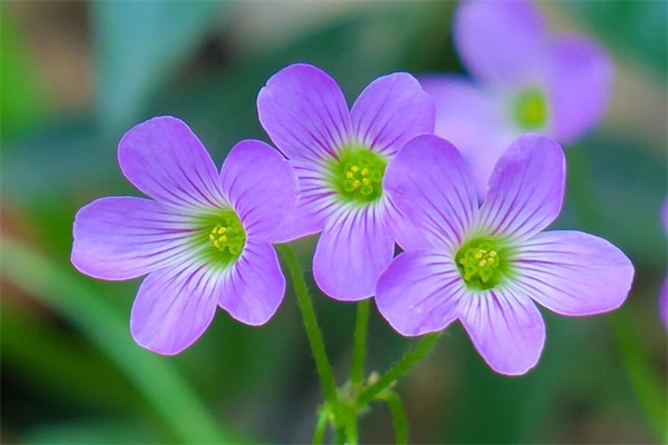 美皮护Mepiform祛疤贴，美皮肤最靠谱