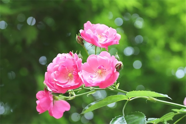 踢脚线品牌排行榜前十名，什么样的踢脚线好