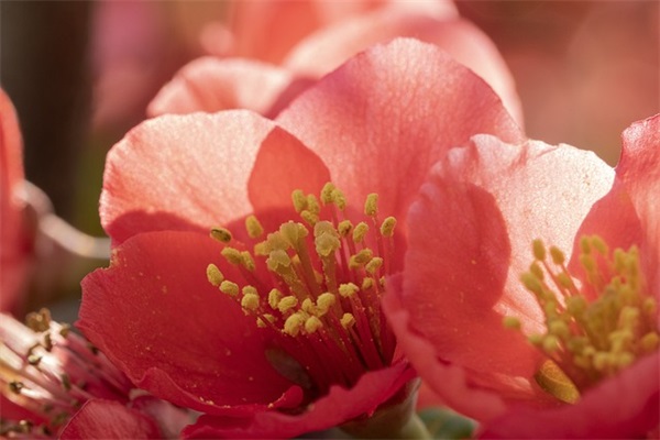 中国儿童鞋十大品牌，儿童鞋子品牌排行榜