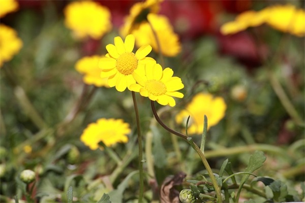 女生爱玩的十大网游推荐，十大受女生欢迎的网络游戏