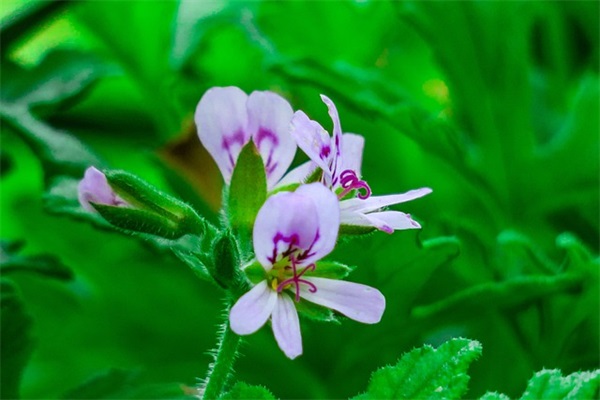 派遣工和正式工的区别是什么,劳务派遣和正式员工的区别 派遣工和正式工的区别是什么,劳务派遣和正式员工的区别