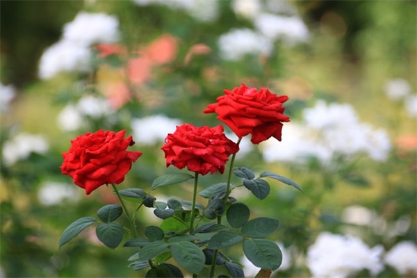 美白身体乳，全身白到发光