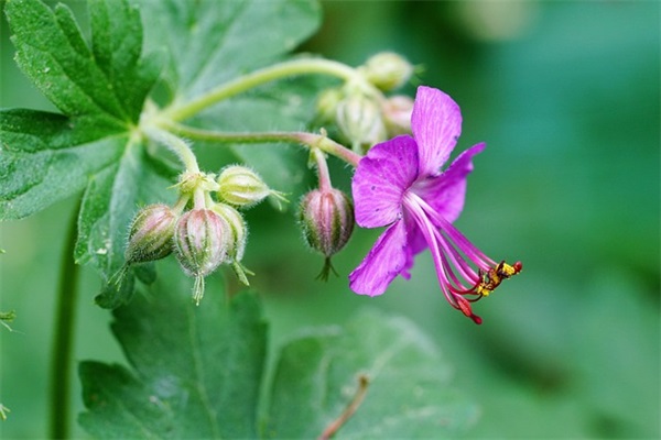 象征黑暗的十大地狱恶魔之花，地狱之花都是什么有哪些